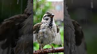 sparrow ||| shorts #funny #animals #love #ytshort #viral #ai #animation