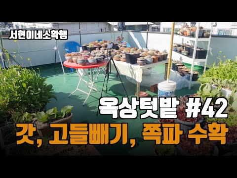 날이 추워져 옥상에서 갓, 고들빼기, 쪽파를 수확해줬어요 날이 추워져 옥상에서 갓, 고들빼기, 쪽파를 수확해줬어요