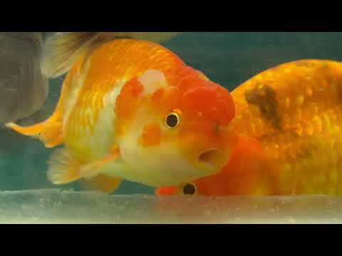 دكان الاسماك في السيدة عائشة 