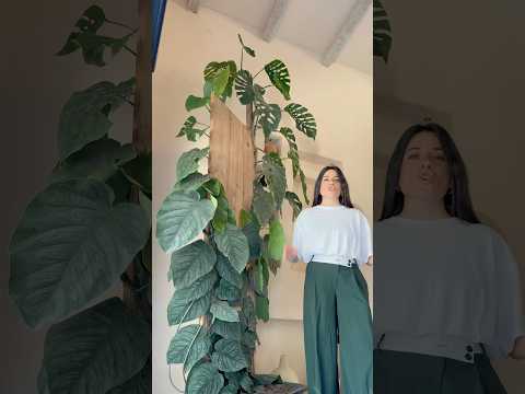 Súper Rutina Plantas Gigantes 💪