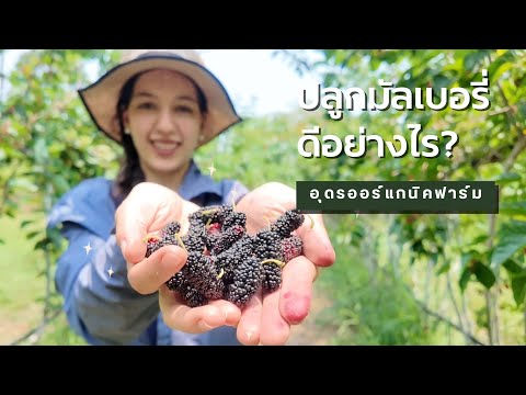 How to grow mulberries? | Udon Organic Farm