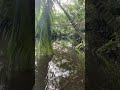 #relaxingnature #peaceful #asmr #deepwork #flyfishing #britania #britaniaraya #naturesvoice #sad