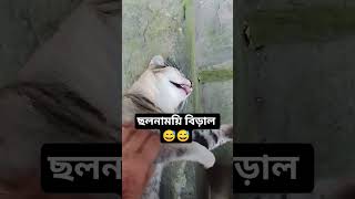 The Best Actor Cat 😅😅 #cat #adoreble #funny #viral #foryou #shorts #cute #funniestvideo #aww #feline