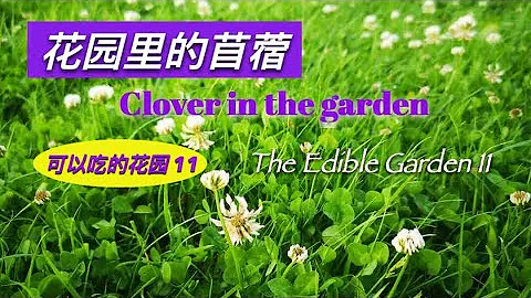 花園裡的苜蓿    Clover in the garden 可以吃的花園 第11集 ,The Edible Garden 11,苜蓿是最佳的高纖低卡食物,健康有機時令蔬菜,上海本幫名菜 「生煸草頭」 - 天天要聞