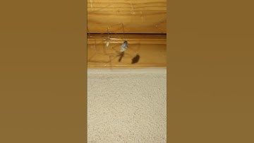 Spider Caught a Fly in an Invisible Web 😳🕷️