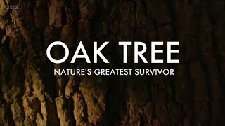 Oak Tree - Nature's Greatest Survivor (BBC)