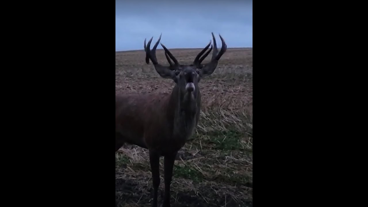 WOW! Baubiantis elnias už 3 m!