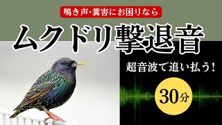 【無音】ムクドリ撃退音(30分)。ムクドリが嫌いな強力超音波でムクドリを撃退