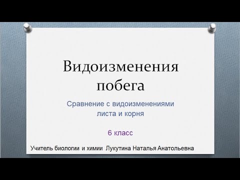 Видоизменения побегов. Сравнение