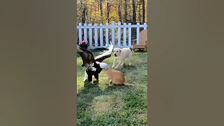 Video 11599201: cat attacks dog