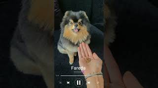 #tatabt21 #btsv  👍🥺❤🐶تاي كلب