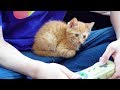柄のうるさい友人の上でまったりしちゃう靴下子猫がかわいい!
