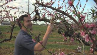 Fifth Generation Works Middle Georgia Peach Operation