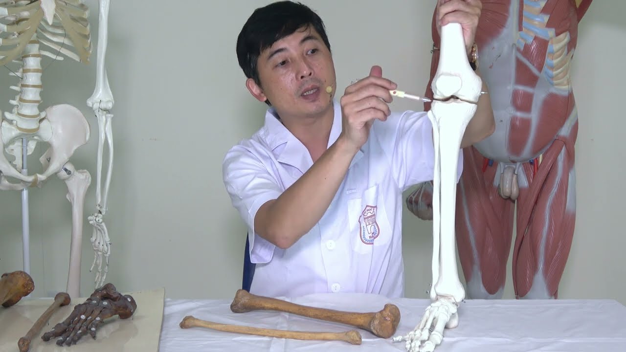 [GIẢI PHẪU THỰC HÀNH] - CHI DƯỚI: XƯƠNG CHÀY