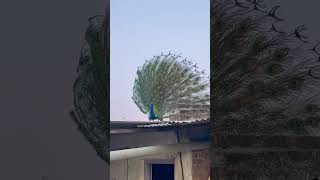 Shree Krishna Govind | peacock 🦚 Dance | Amazing Dance of peacock 🦚  #peacockdance #nature #dance