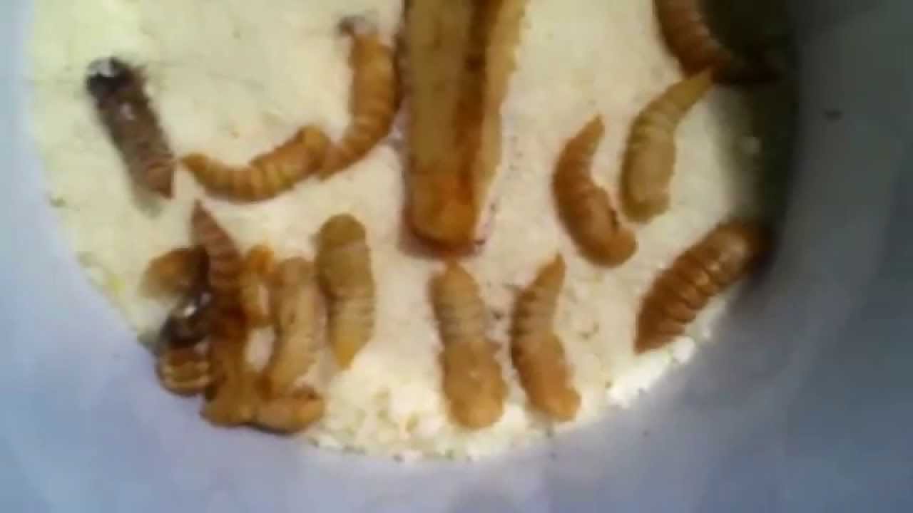 Starting a mealworm colony YouTube