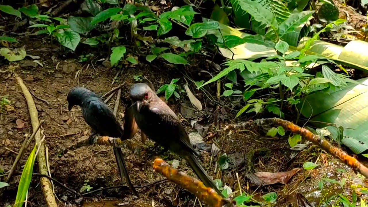 เดีนป่าหานก yos hav zoov cuab noog da dej lom zem kawg li os