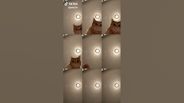 Thumbnail of Tik Tok Mr. Sandman Cat