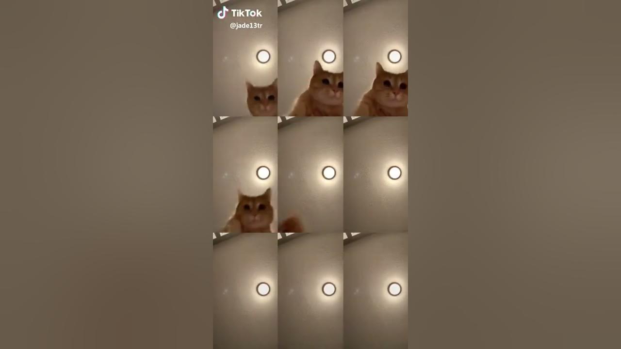 Tik Tok Mr. Sandman Cat