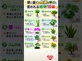 家に置くと金運を呼ぶと言われる植物10選
