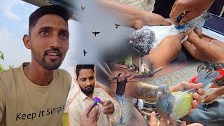 High Flying Pigeon Tournament || Kabootar Udaan Pratiyogita || Amazing Pigeon Tips