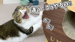 🐈爪研ぎを真似したら猫にダメ出しされました…泣