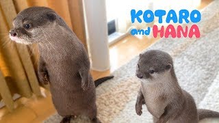 カワウソコタローとハナ　見事に息ぴったり同じ行動をする２人　Otter Kotaro&Hana We Are In Sync