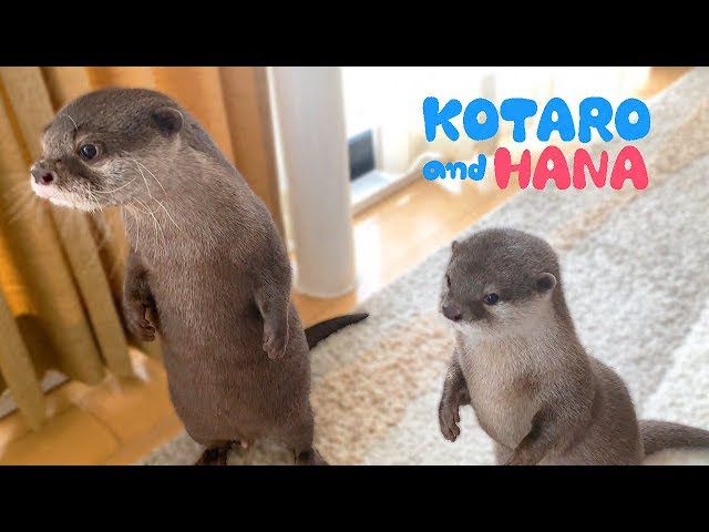 カワウソコタローとハナ　見事に息ぴったり同じ行動をする２人　Otter Kotaro&Hana We Are In Sync