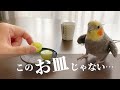 いつものお皿じゃないのでブドウを食べようとしないオカメインコこはくさん