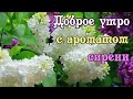 Доброе утро с ароматом сирени