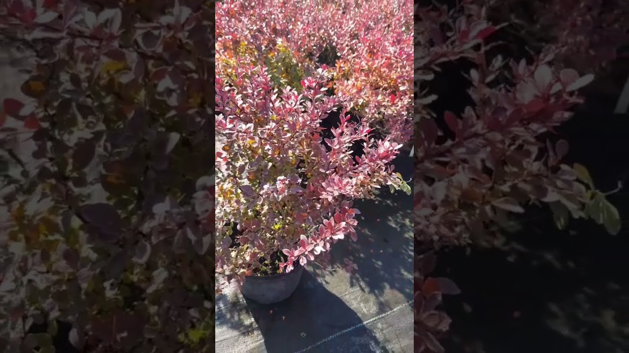 Барбарис Тунберга Атропурпуреа Нана (Berberis Thunbergii Atropurpurea Nana)