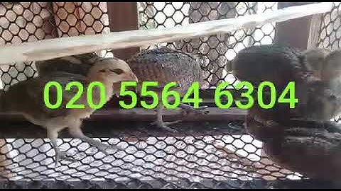 Saib me nyuam qaib qus pom 2 zoo nkauj heev