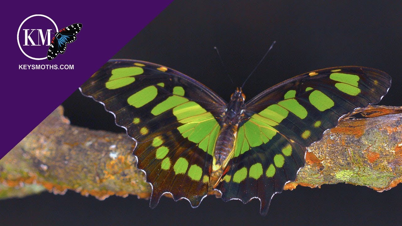 Emerald Green Butterflies of South Florida The Malachite YouTube