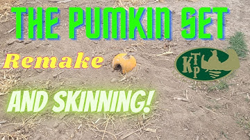 Pumpkin Set, Remake And Skinning for Coyote Trapping