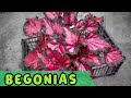 Por Estas Razones Tus BEGONIAS Estan MURIENDO SIEMPRE || Huerto Citadino