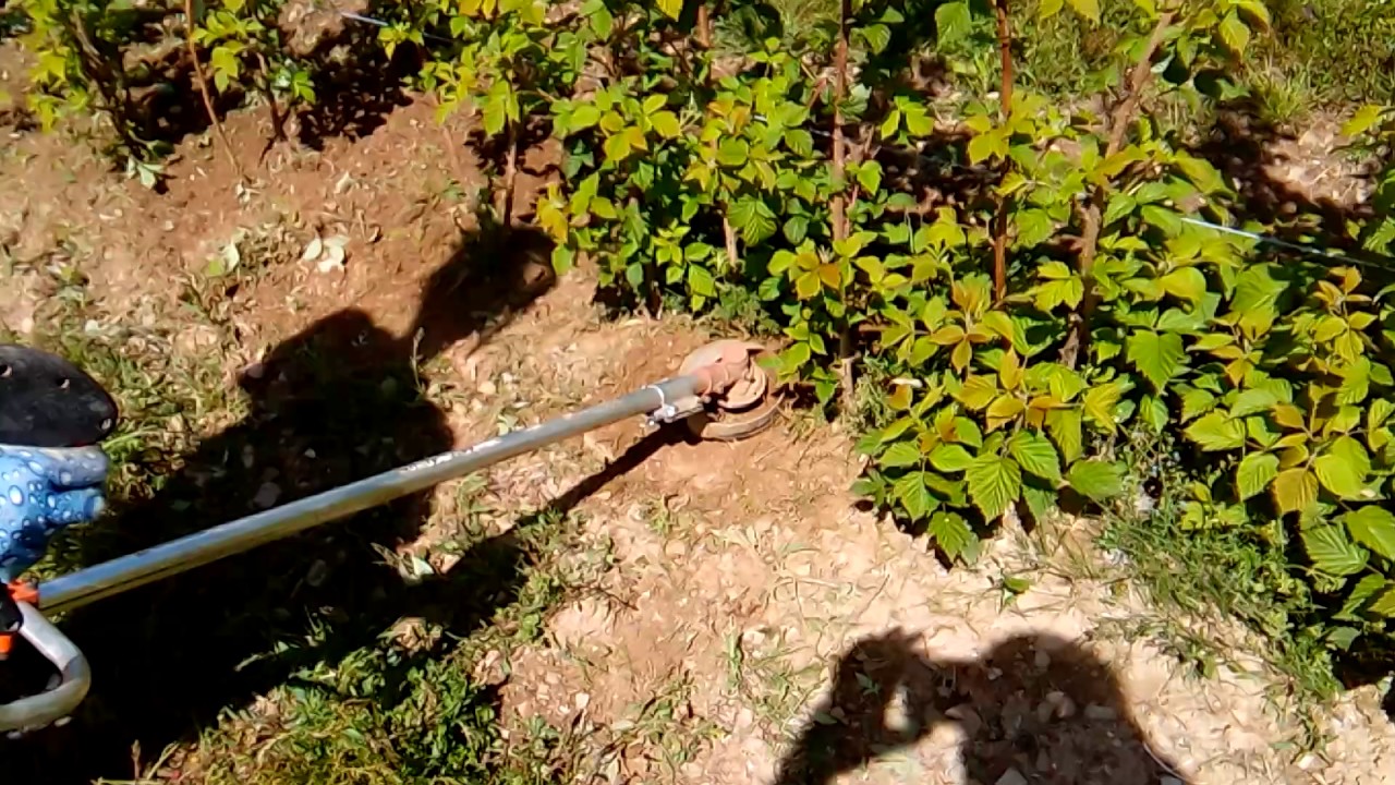 Tarup za maline , trimer