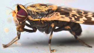 Macro Flies Update