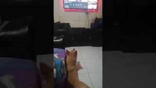 Share our baby Bella watching the Nuke's Top 5 ( Scary Video )🤣🤣🤦