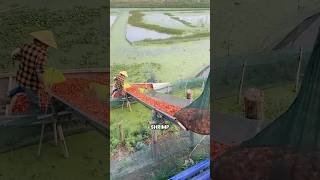 Shrimp Heads Turned Into Animal Feed | Smart Farming &amp; Zero Waste
