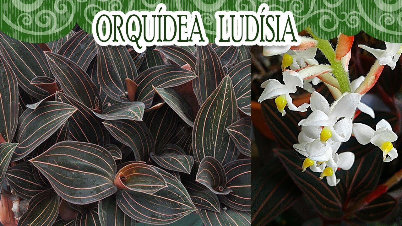 Vamos conhecer a orquídea Ludísia? - thptnganamst.edu.vn