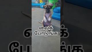 நஙக கயடட இரநத