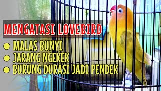 Cara mengatasi burung lovebird malas bunyi tidak mau ngekek