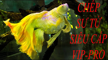 CÁ CHÉP SƯ TỬ SIÊU TO KHỔNG LỒ - SÀN CÁ CẢNH TV