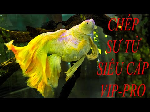 Video CÁ CHÉP SƯ TỬ SIÊU TO KHỔNG LỒ - SÀN CÁ CẢNH TV - youtube