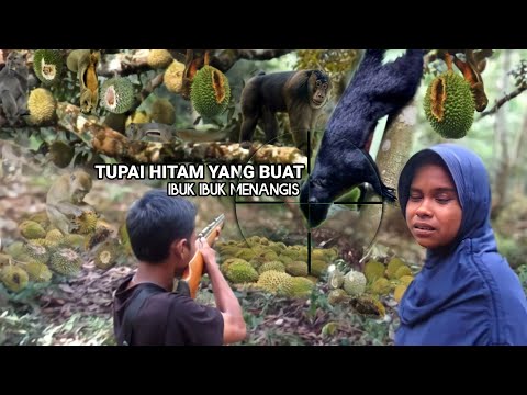 Video: Sendok Kebun - Hama Polifag