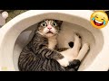 New Funny Animals. Funniest Cats and Dogs Videos 😺🐶  #54