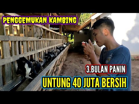 Video: Cara Mengatasi Ketakutan terhadap Hiu (dengan Gambar)