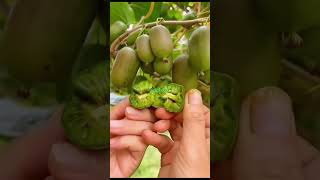 Benih Kiwi Berries #benihkiwi #benihkiwimini #benihkiwiberries #kiwimini #kiwiberry #viral #fyp