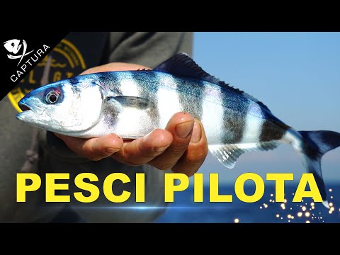 Video: Cosa significa pesce pilota?