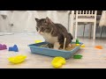 猫と一緒に砂遊びしてたらまさかの展開になりました…笑